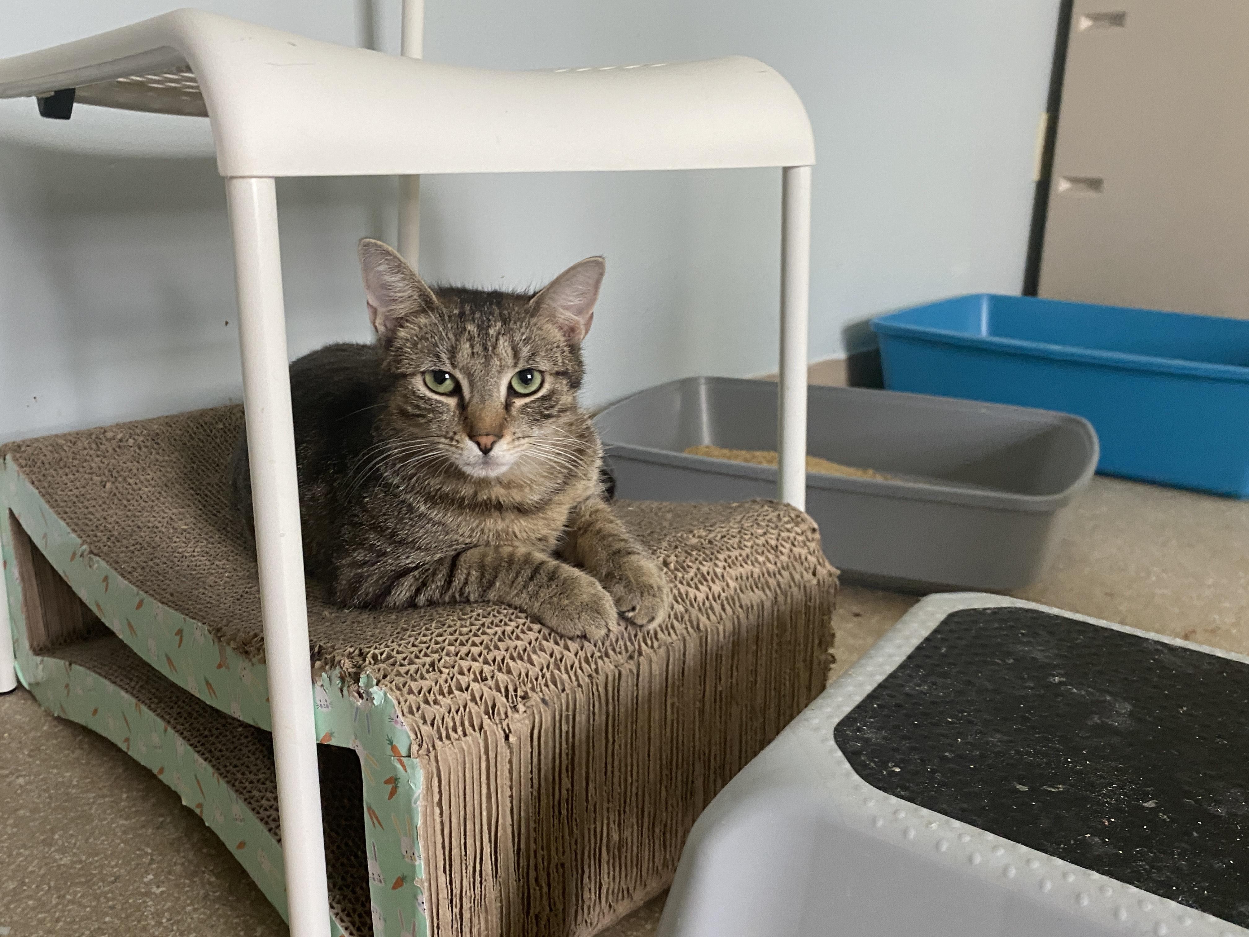 MIT, a ADOPTABLE Domestic Short Hair in Salisbury, MA image 1/6