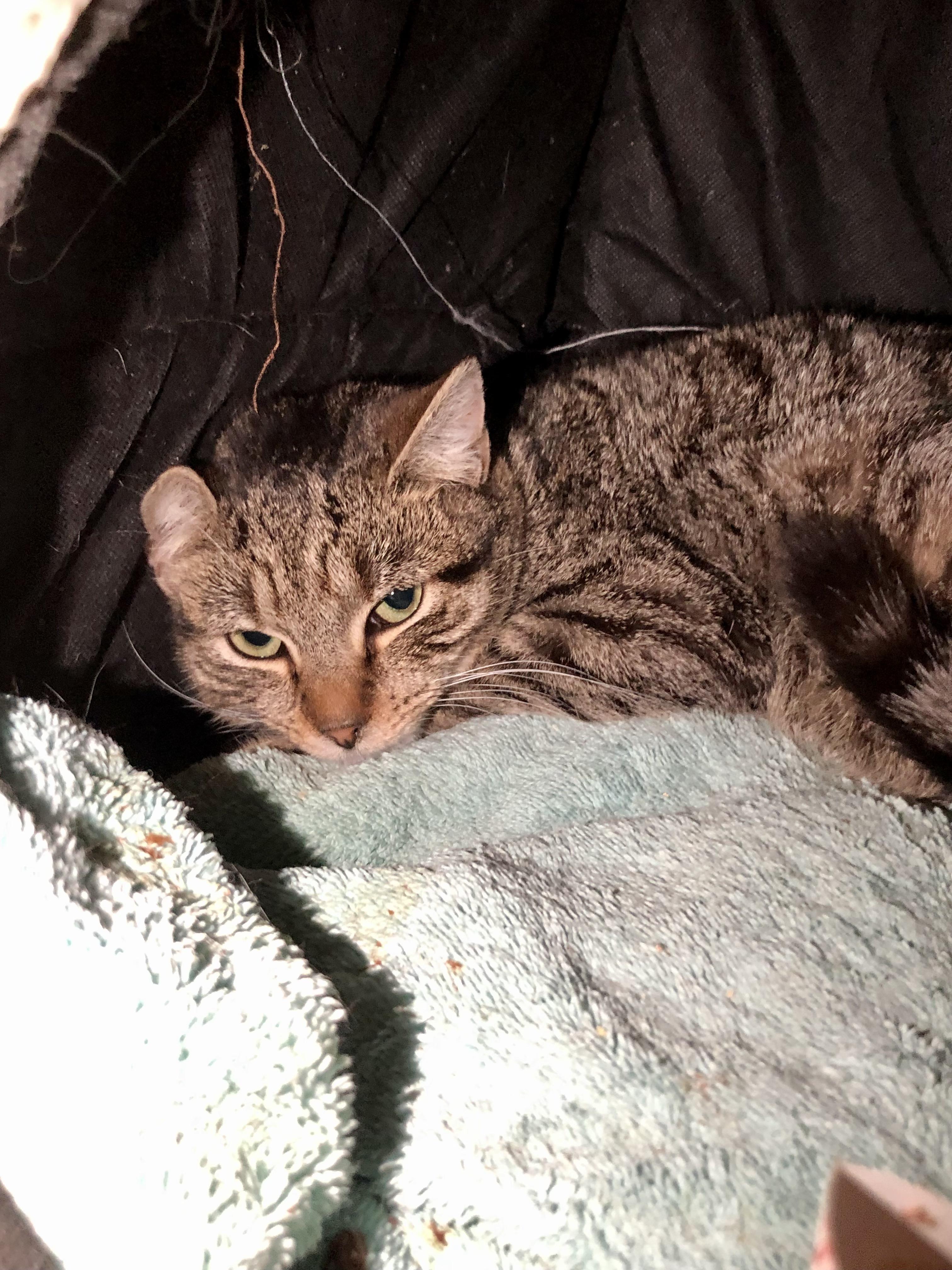 Enlarge MIT, a ADOPTABLE Domestic Short Hair in Salisbury, MA image 3/3