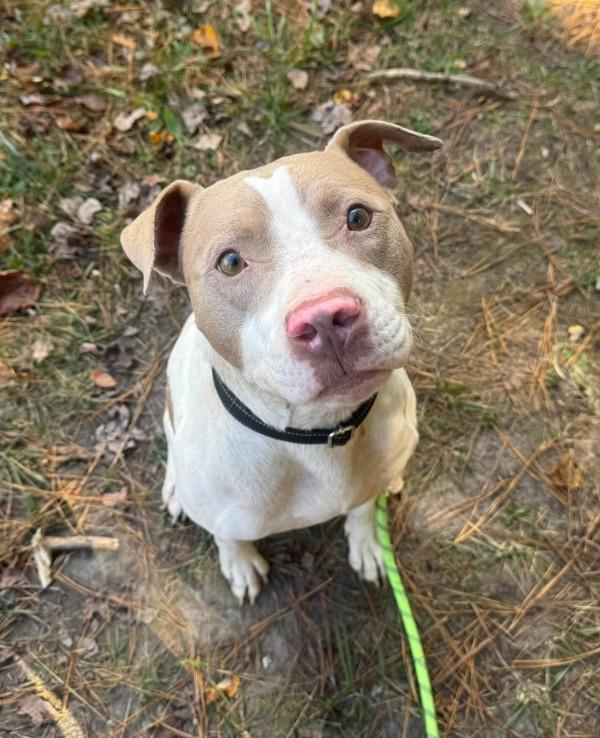Enlarge Romeo, a Adoptable mixed breed in Salisbury, MD image 1/1