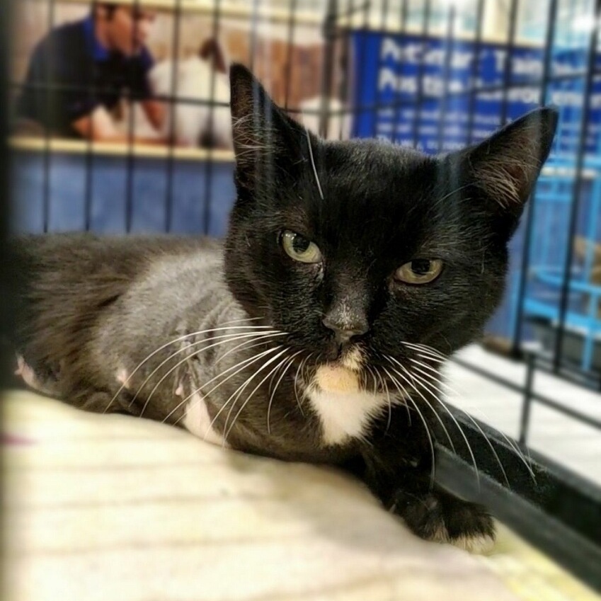 Pepper, Adopted, Adult Female Domestic Short Hair.