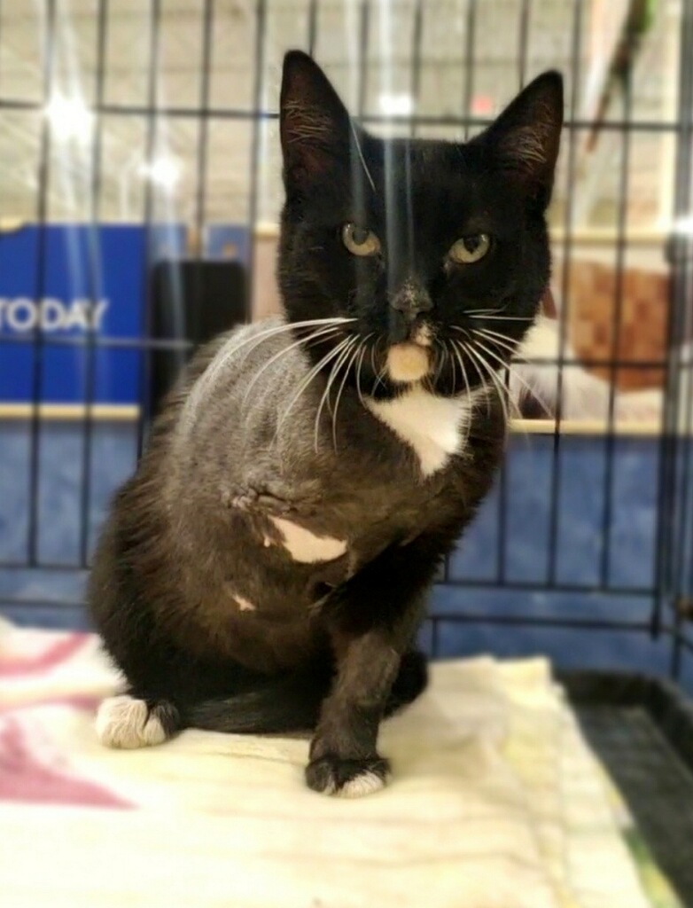 Enlarge Pepper, a Adopted Domestic Short Hair in Winchester, VA image 3/3