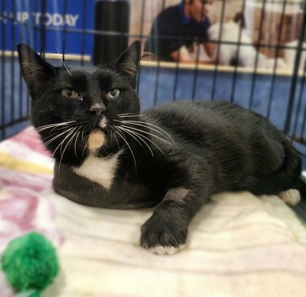 Enlarge Pepper, a Adopted Domestic Short Hair in Winchester, VA image 2/3