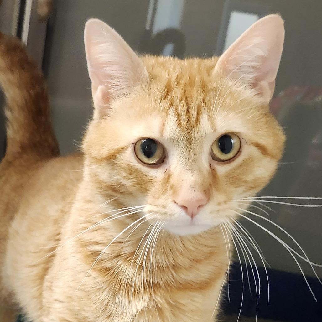 Enlarge George, a Adoptable Domestic Short Hair in Columbia Station, OH image 1/3