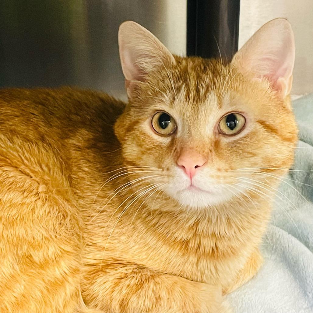 Enlarge George, a Adoptable Domestic Short Hair in Columbia Station, OH image 2/3