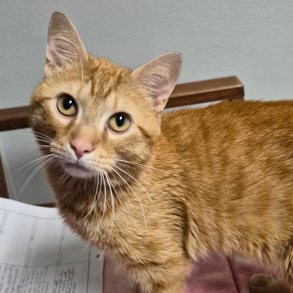 Enlarge George, a Adoptable Domestic Short Hair in Columbia Station, OH image 3/3