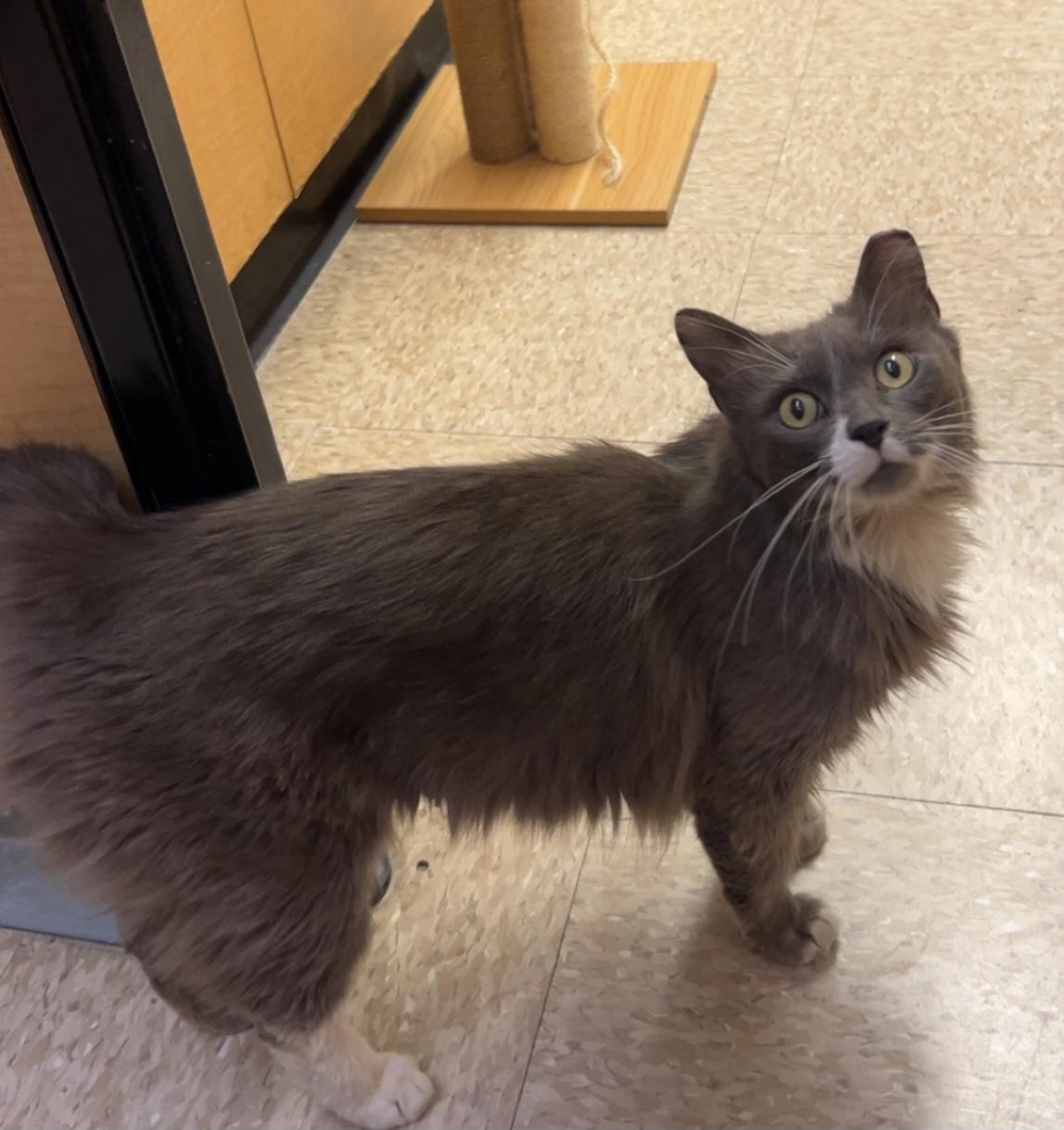 Kendra, a Adoptable mixed breed in Albuquerque, NM image 5/6