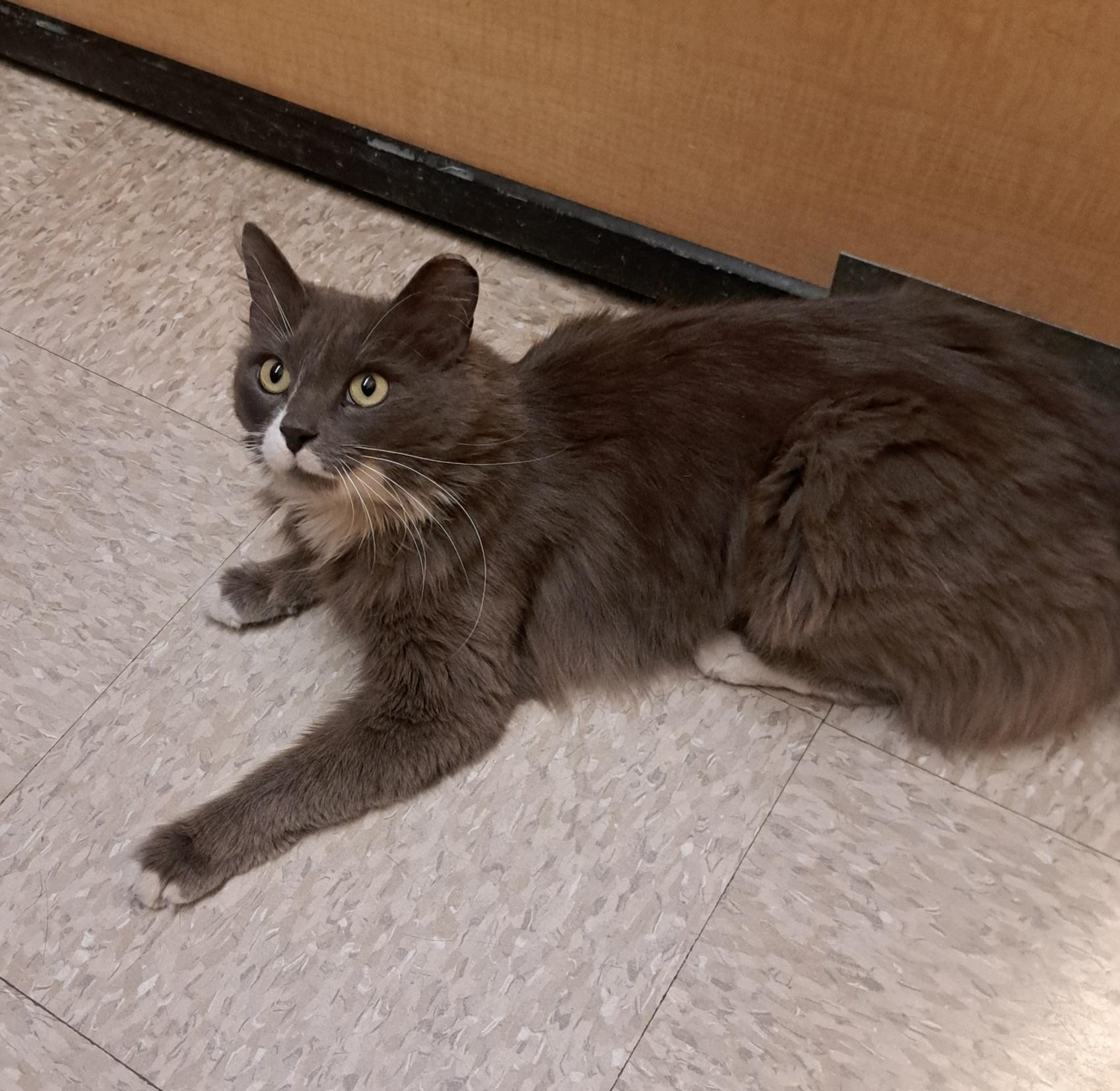 Kendra, a Adoptable mixed breed in Albuquerque, NM image 1/6