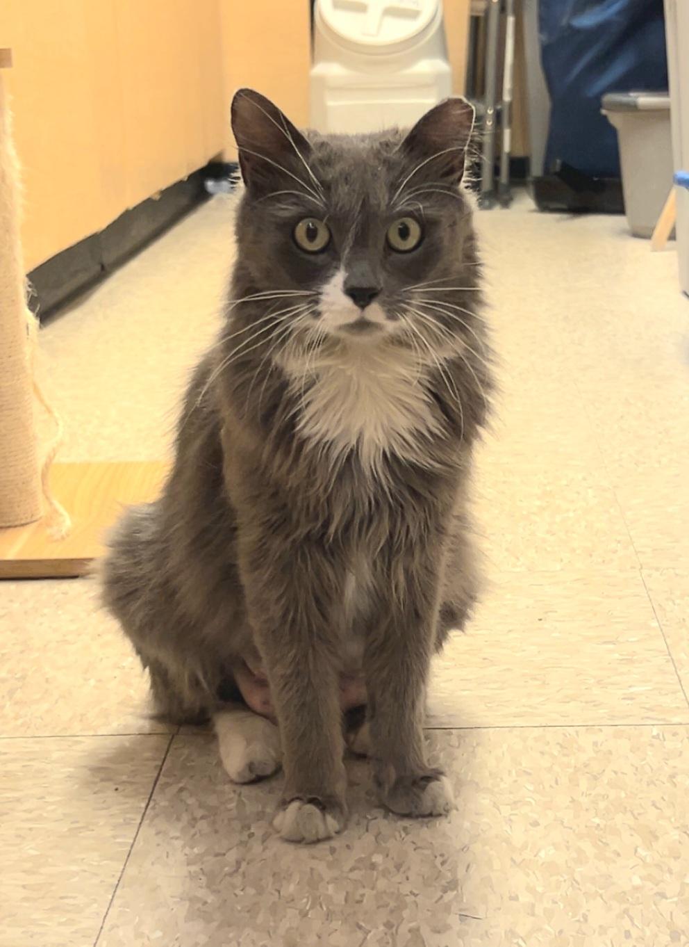 Kendra, a Adoptable mixed breed in Albuquerque, NM image 6/6