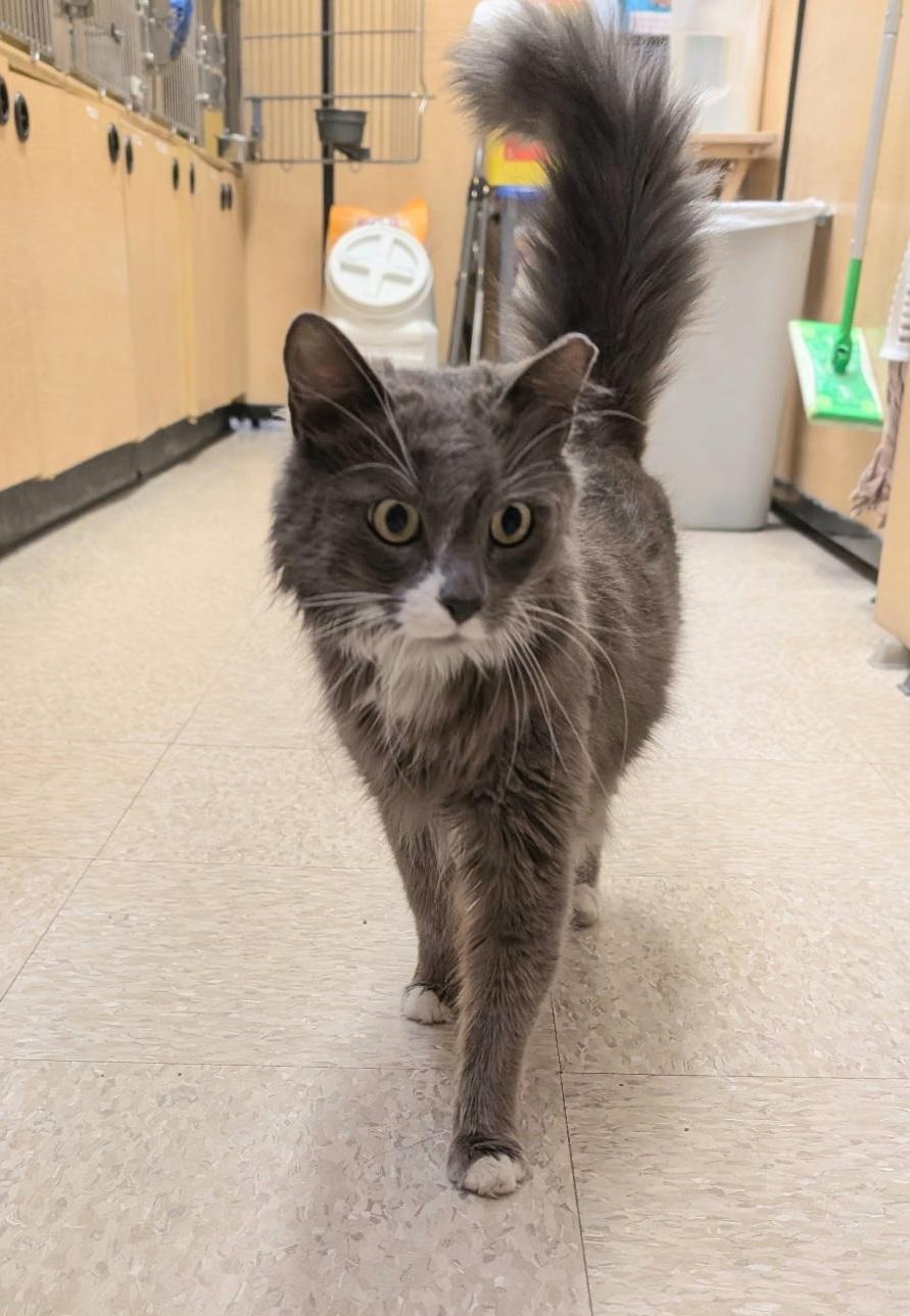 Kendra, a Adoptable mixed breed in Albuquerque, NM image 3/6