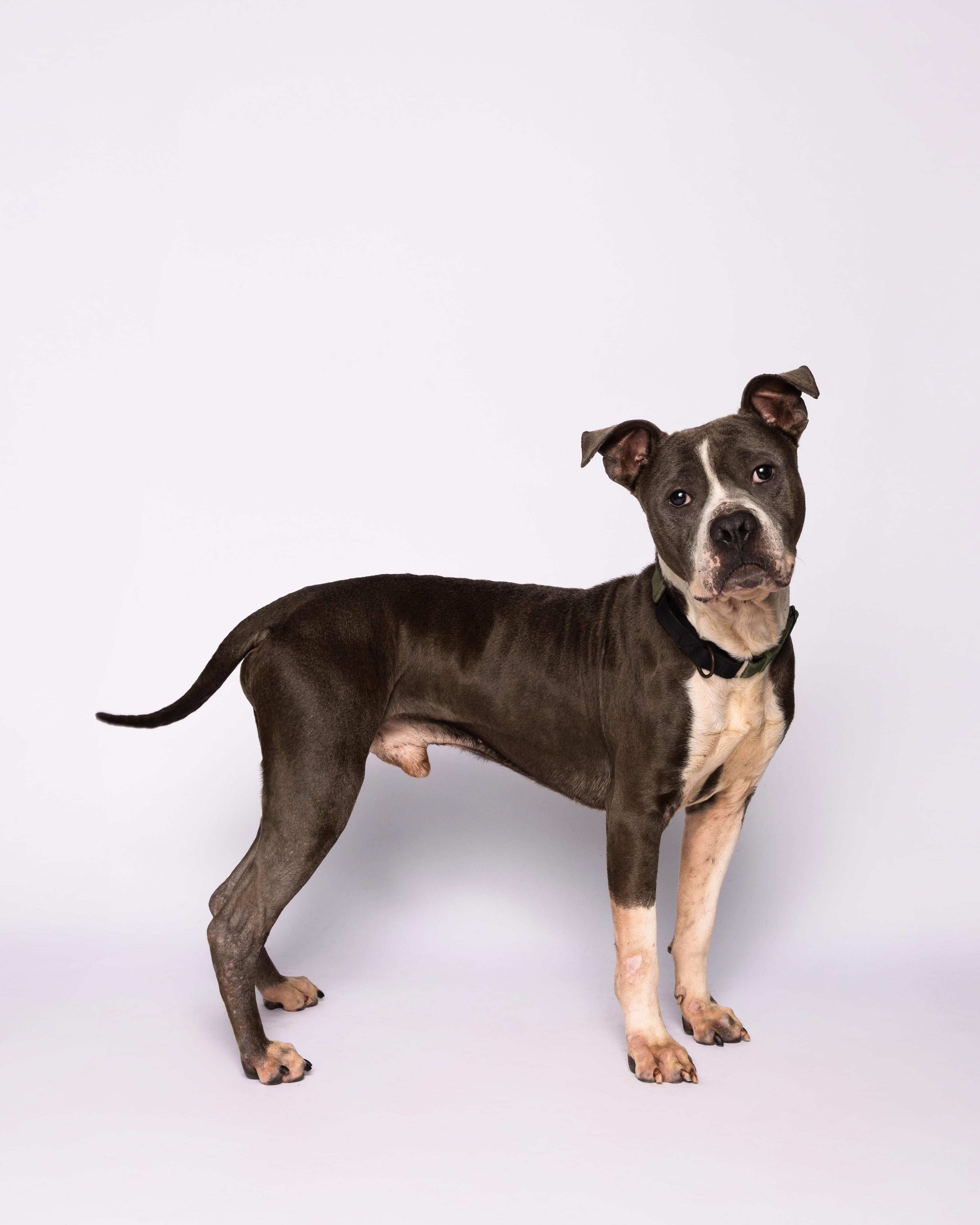 Rex, a Adoptable mixed breed in Waterloo, IA image 6/6