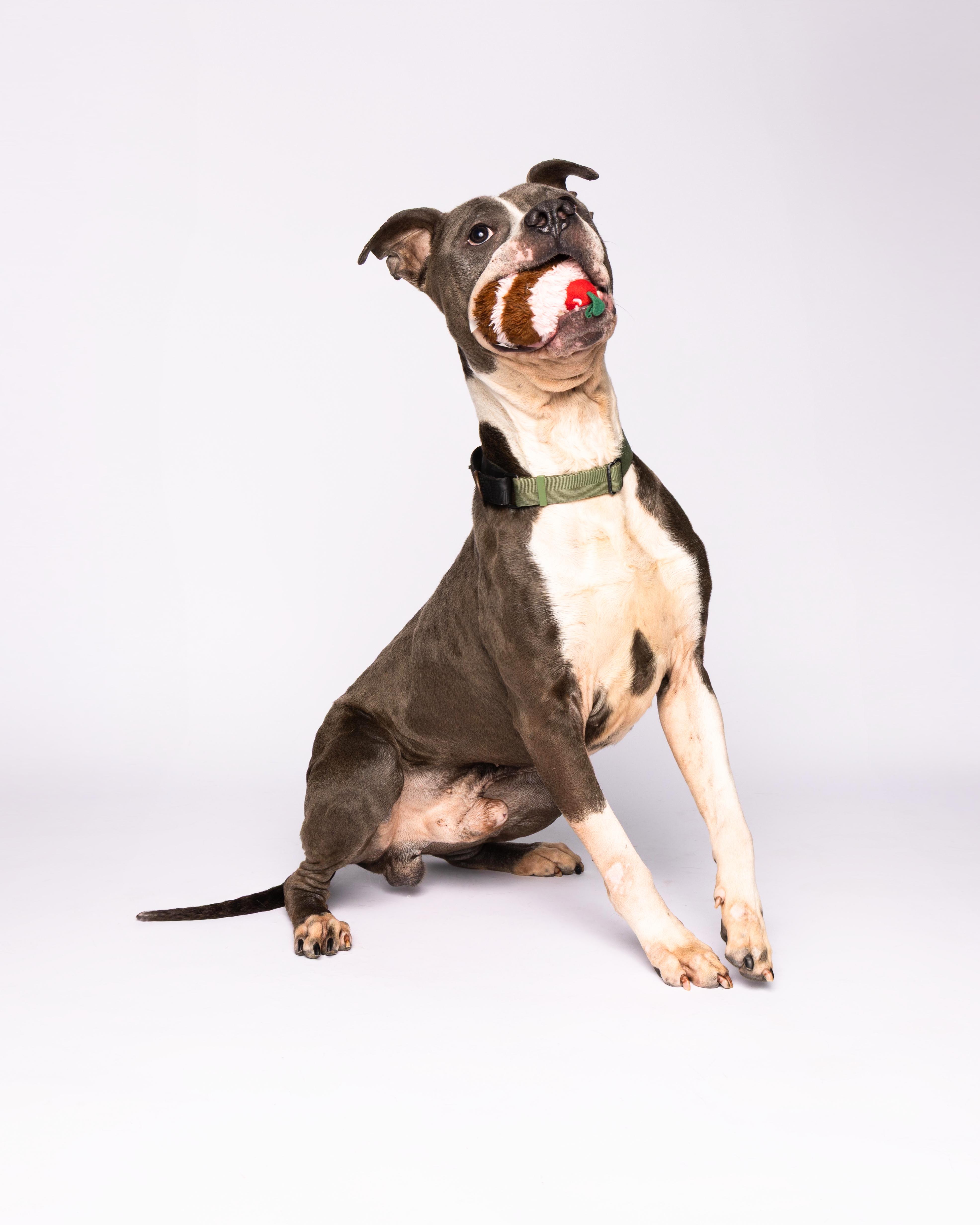 Rex, a Adoptable mixed breed in Waterloo, IA image 5/6