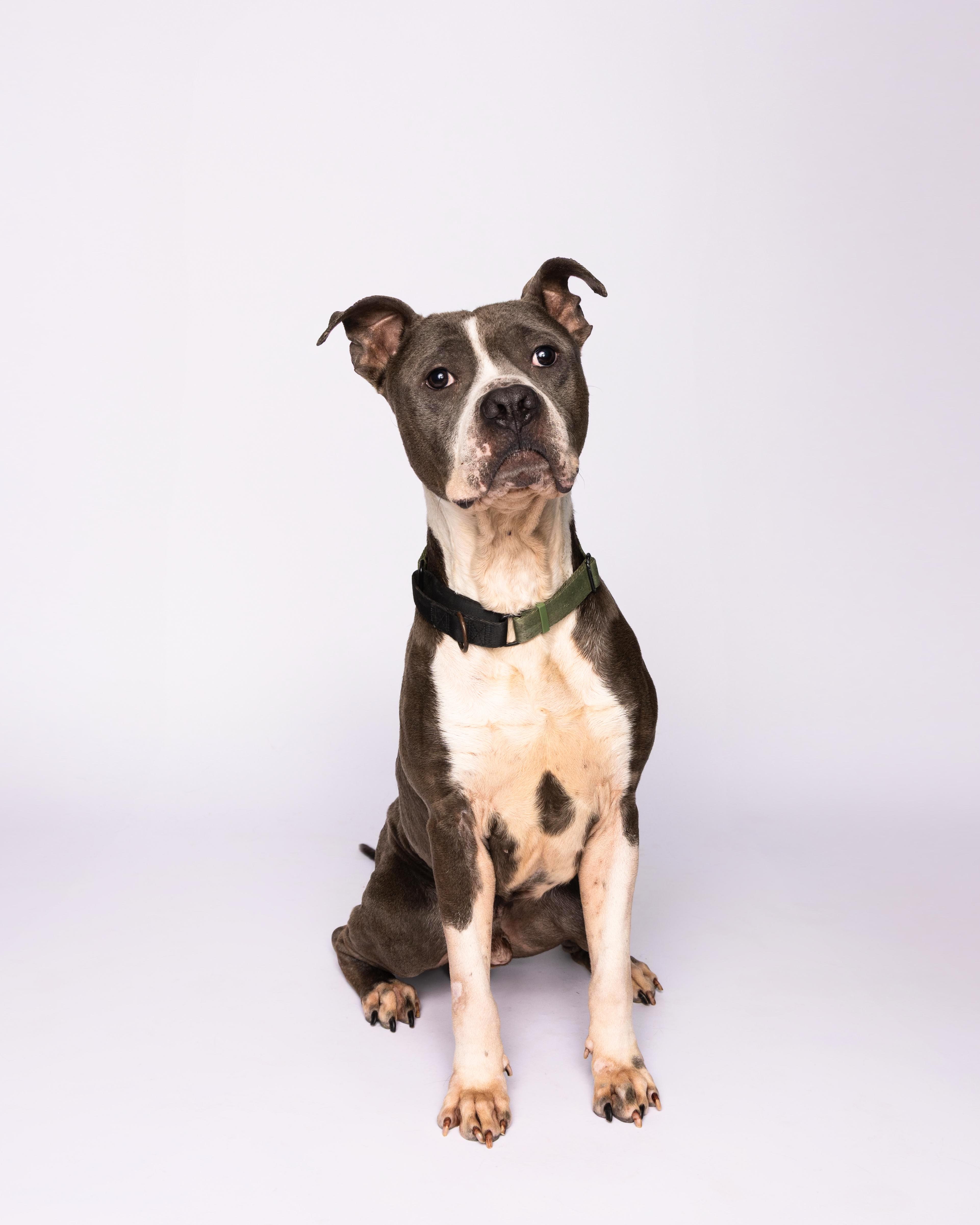 Rex, a Adoptable mixed breed in Waterloo, IA image 4/6