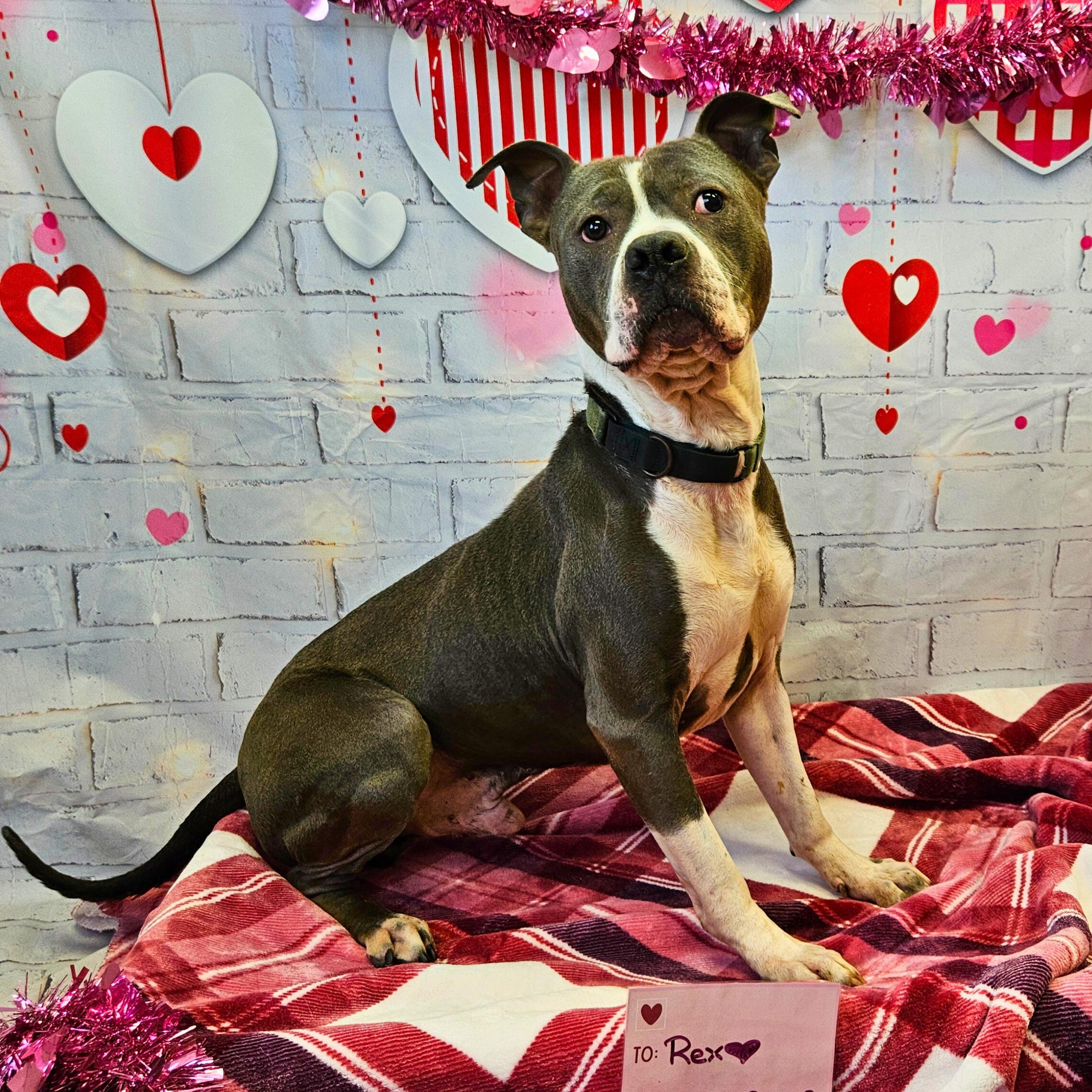 Rex, a Adoptable mixed breed in Waterloo, IA image 1/6