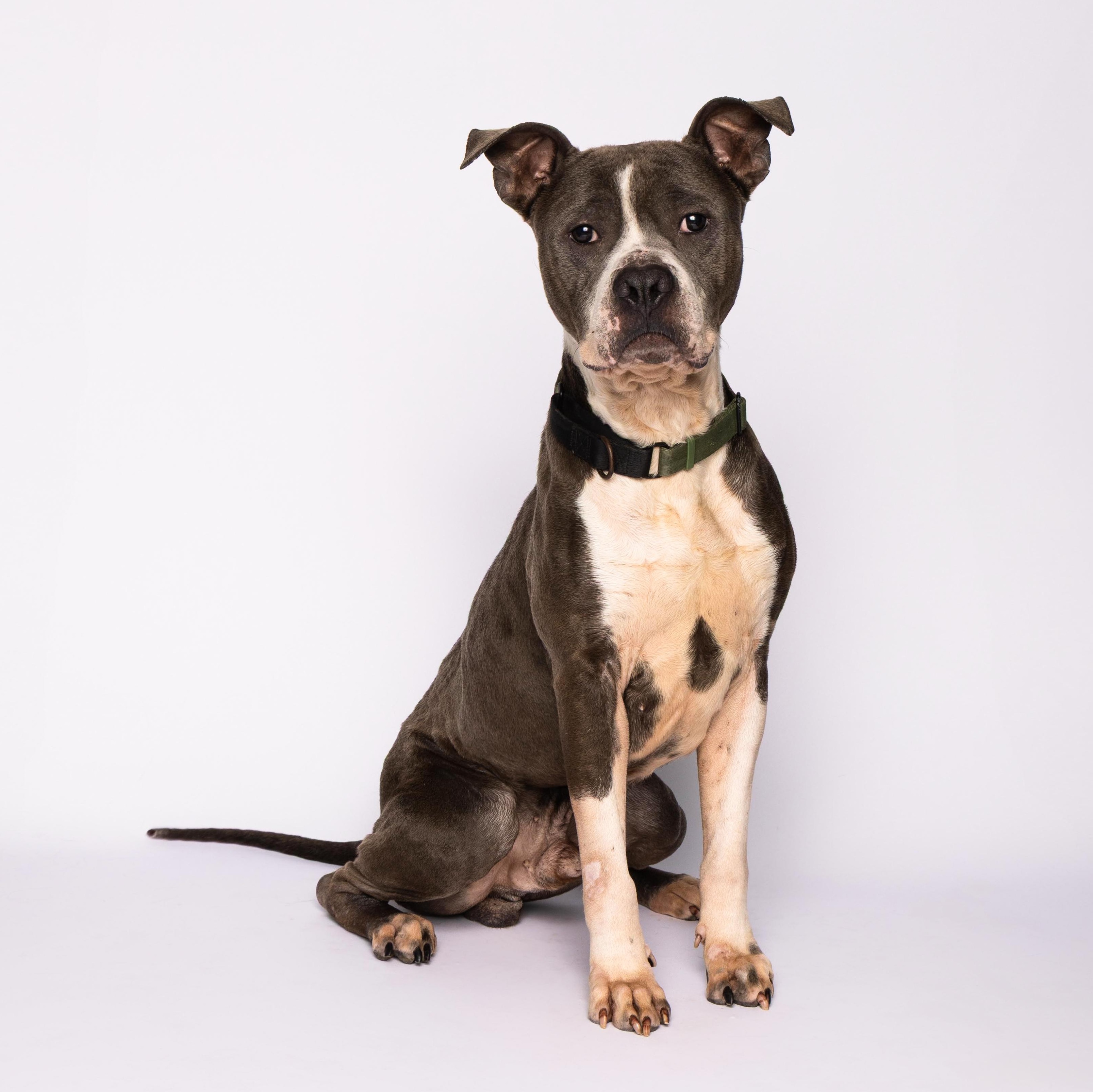Rex, a Adoptable mixed breed in Waterloo, IA image 2/6