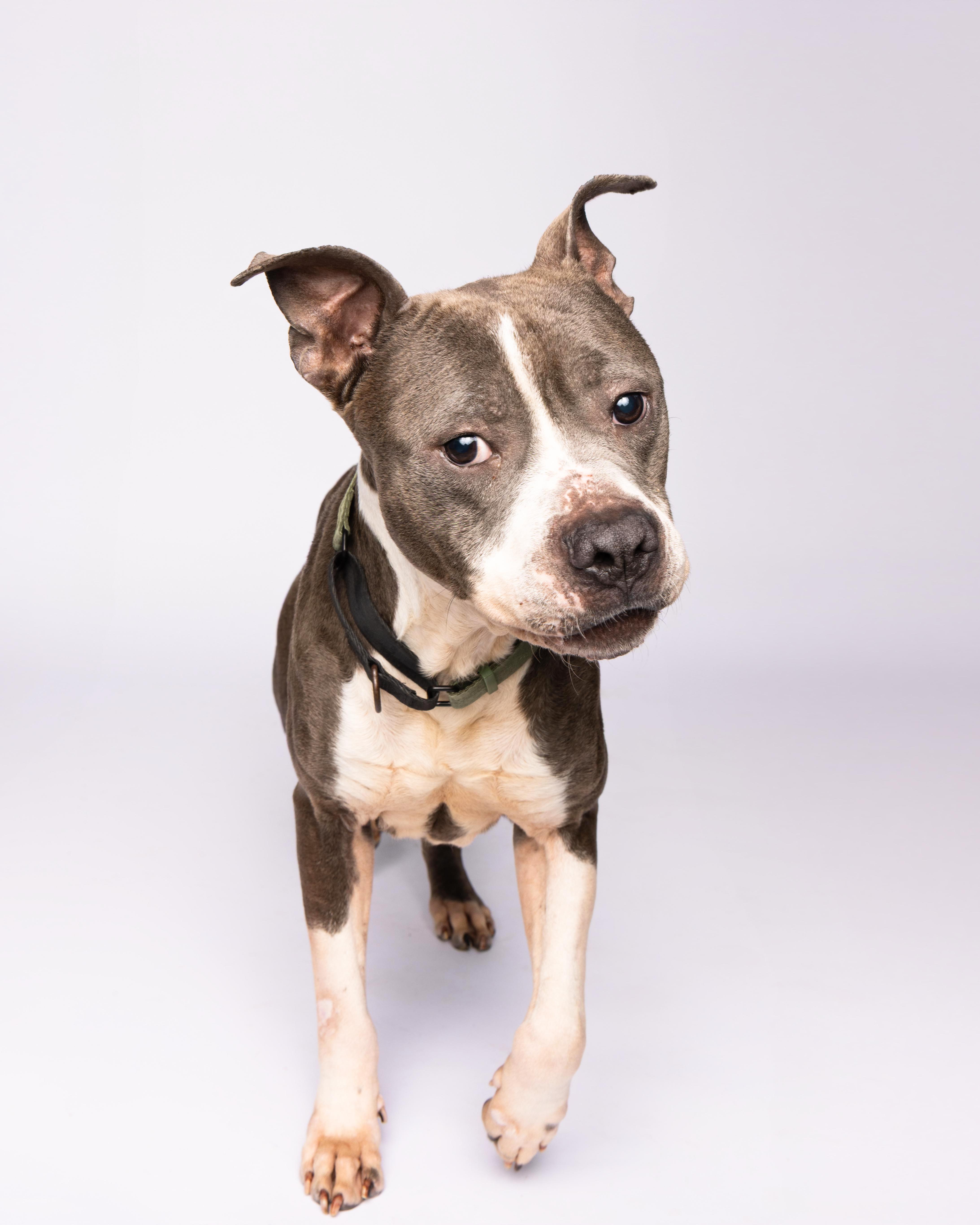 Rex, a Adoptable mixed breed in Waterloo, IA image 3/6