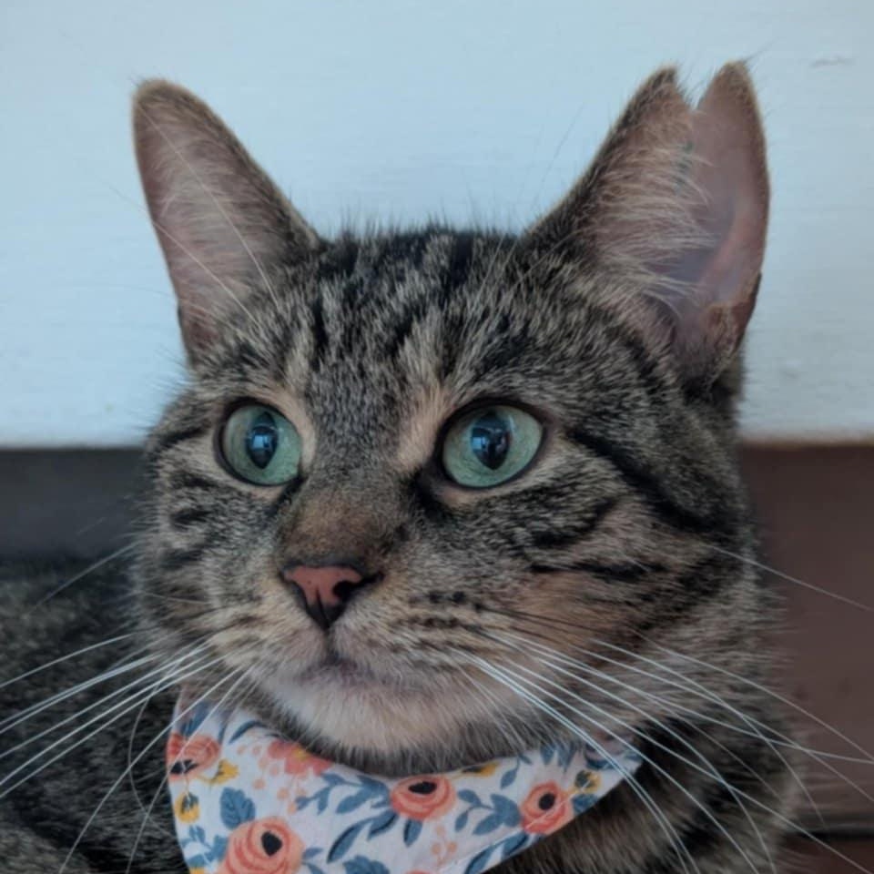 Enlarge Lizzy, a Adoptable Domestic Short Hair in Montreal, QC image 3/6