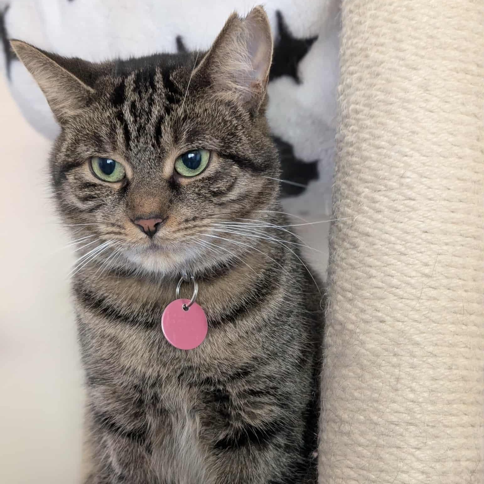 Lizzy, Adoptable, Adult Female Domestic Short Hair.