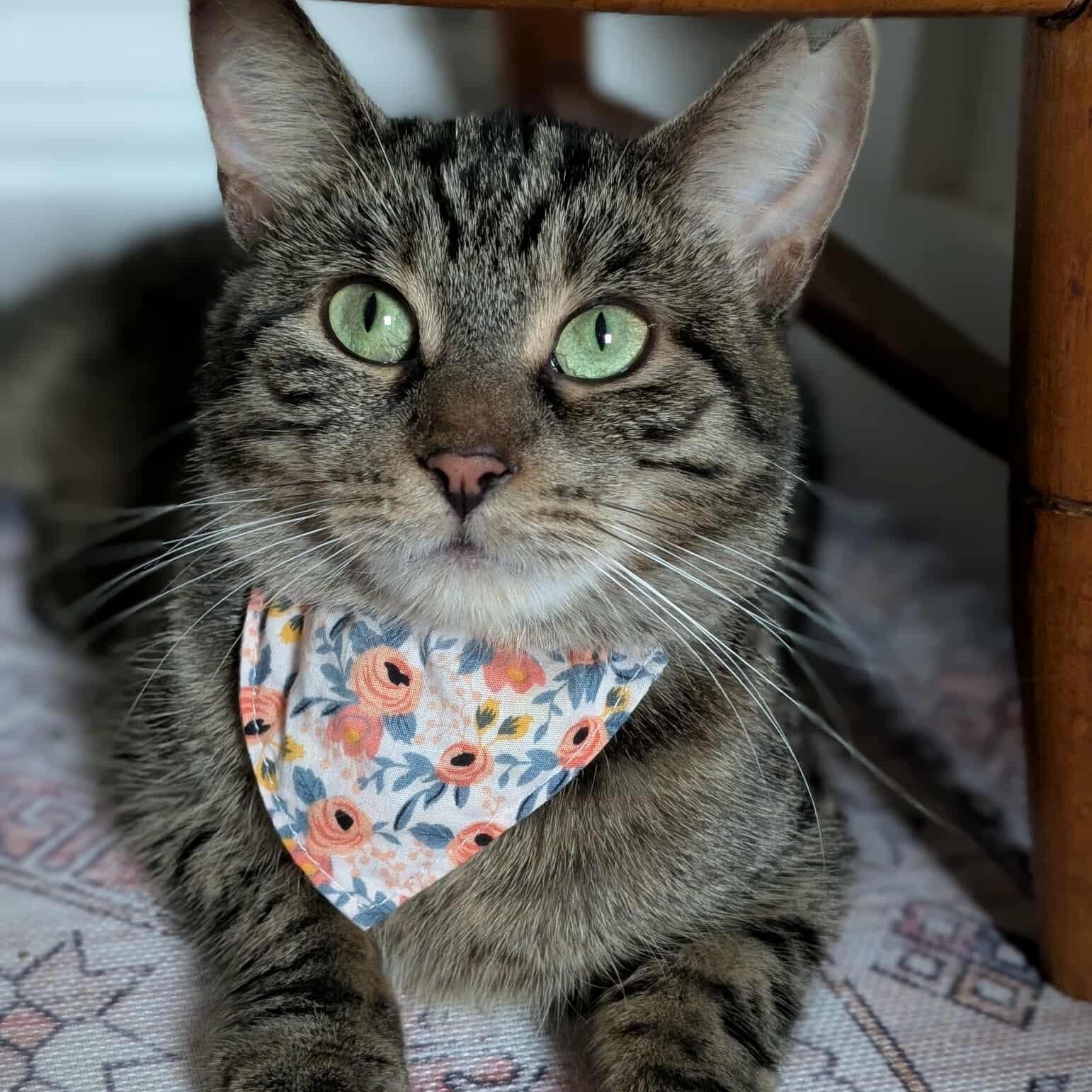Lizzy, Adoptable, Adult Female Domestic Short Hair.