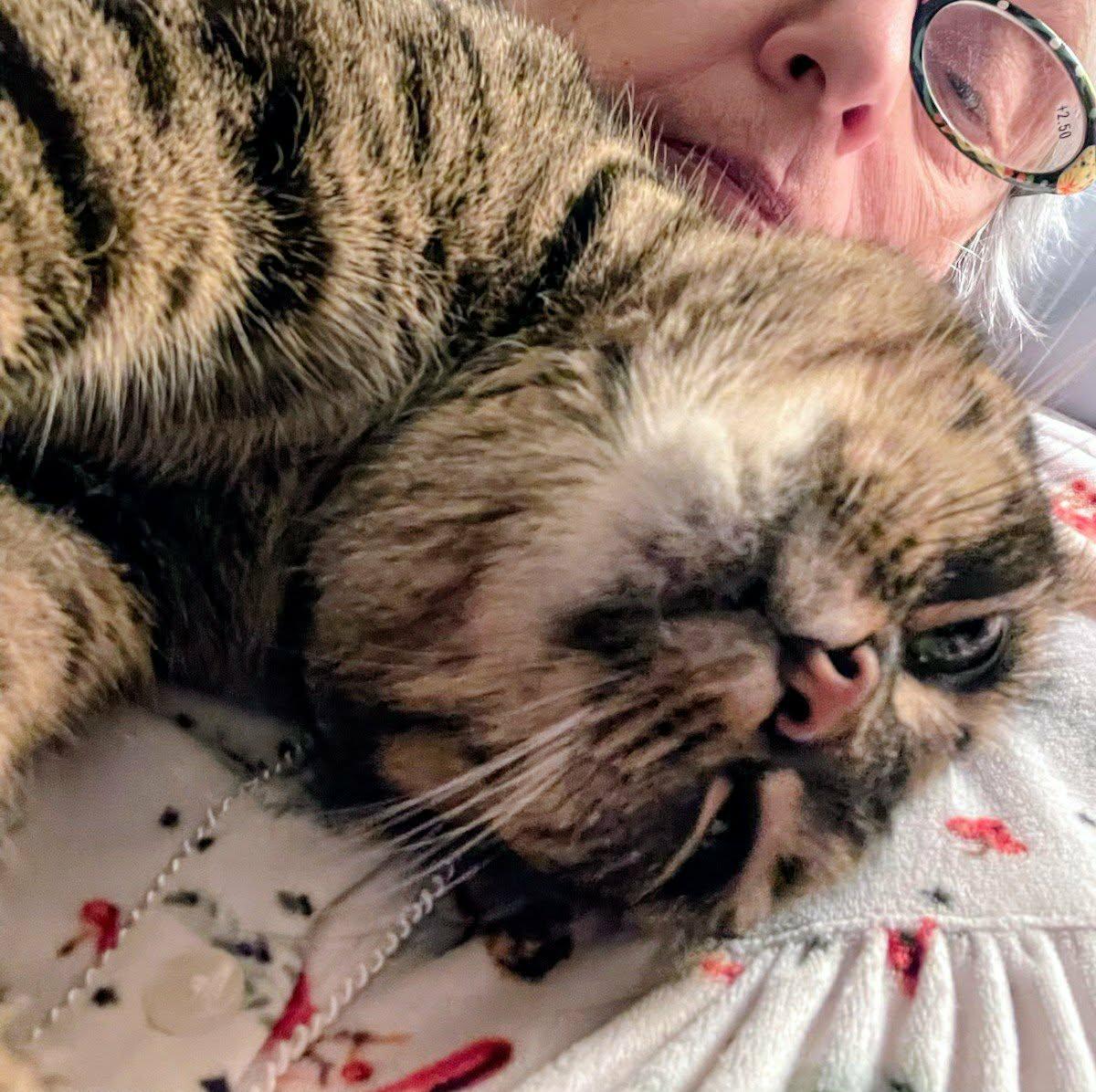 Enlarge Lizzy, a Adoptable Domestic Short Hair in Montreal, QC image 2/6