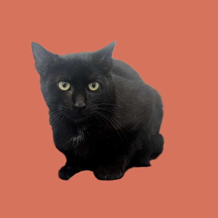 Benjamin, ADOPTABLE, Kitten Male Domestic Short Hair.