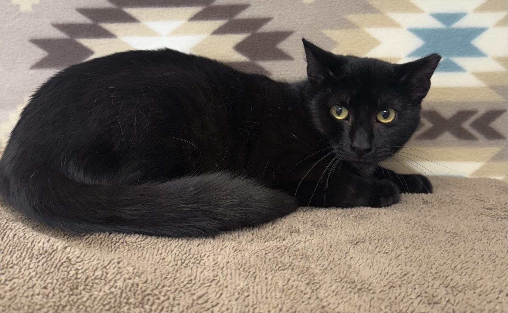 Benjamin, ADOPTABLE, Kitten Male Domestic Short Hair.