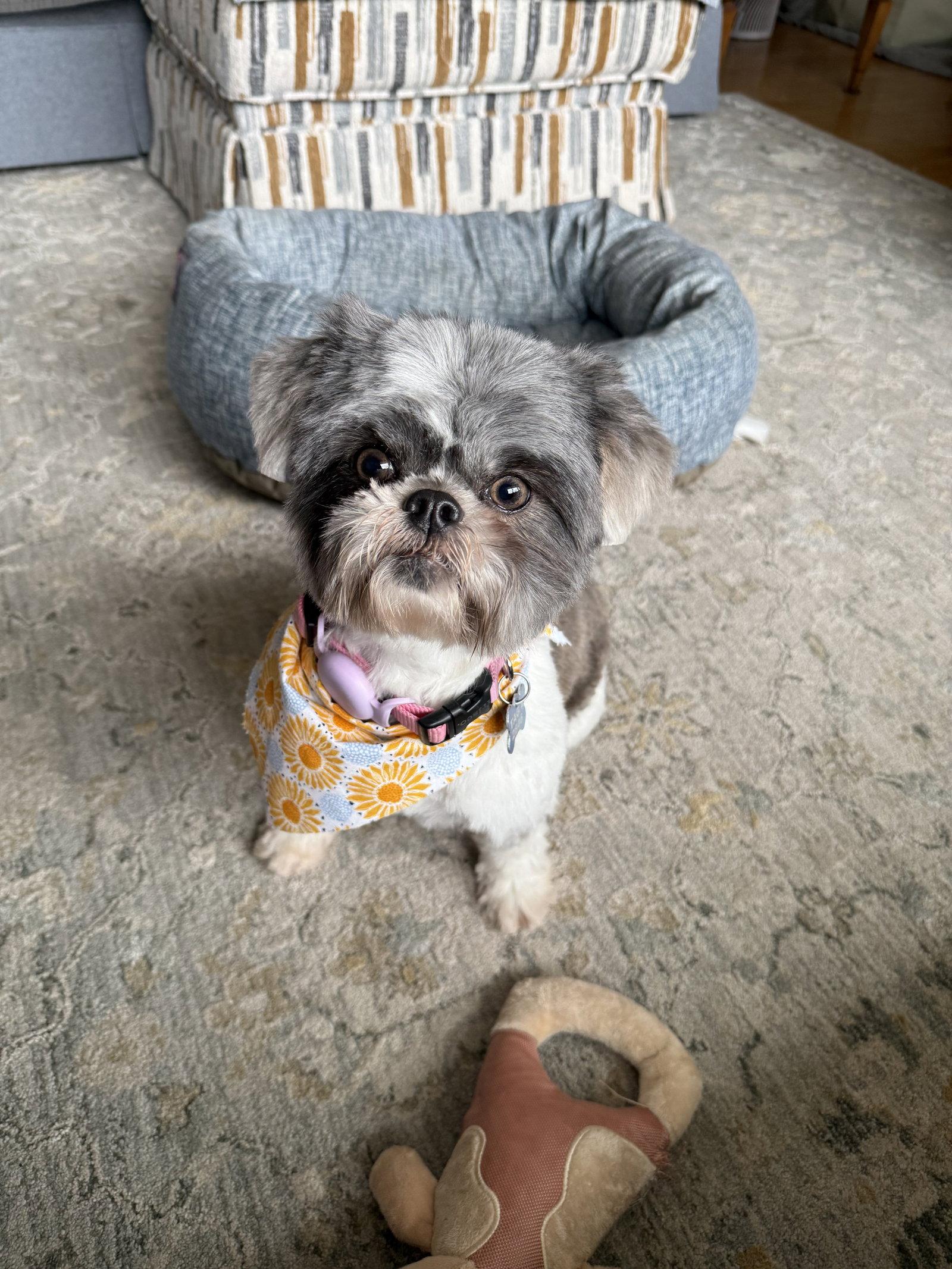 Solene-ARR, Adoptable, Young Female Shih Tzu.