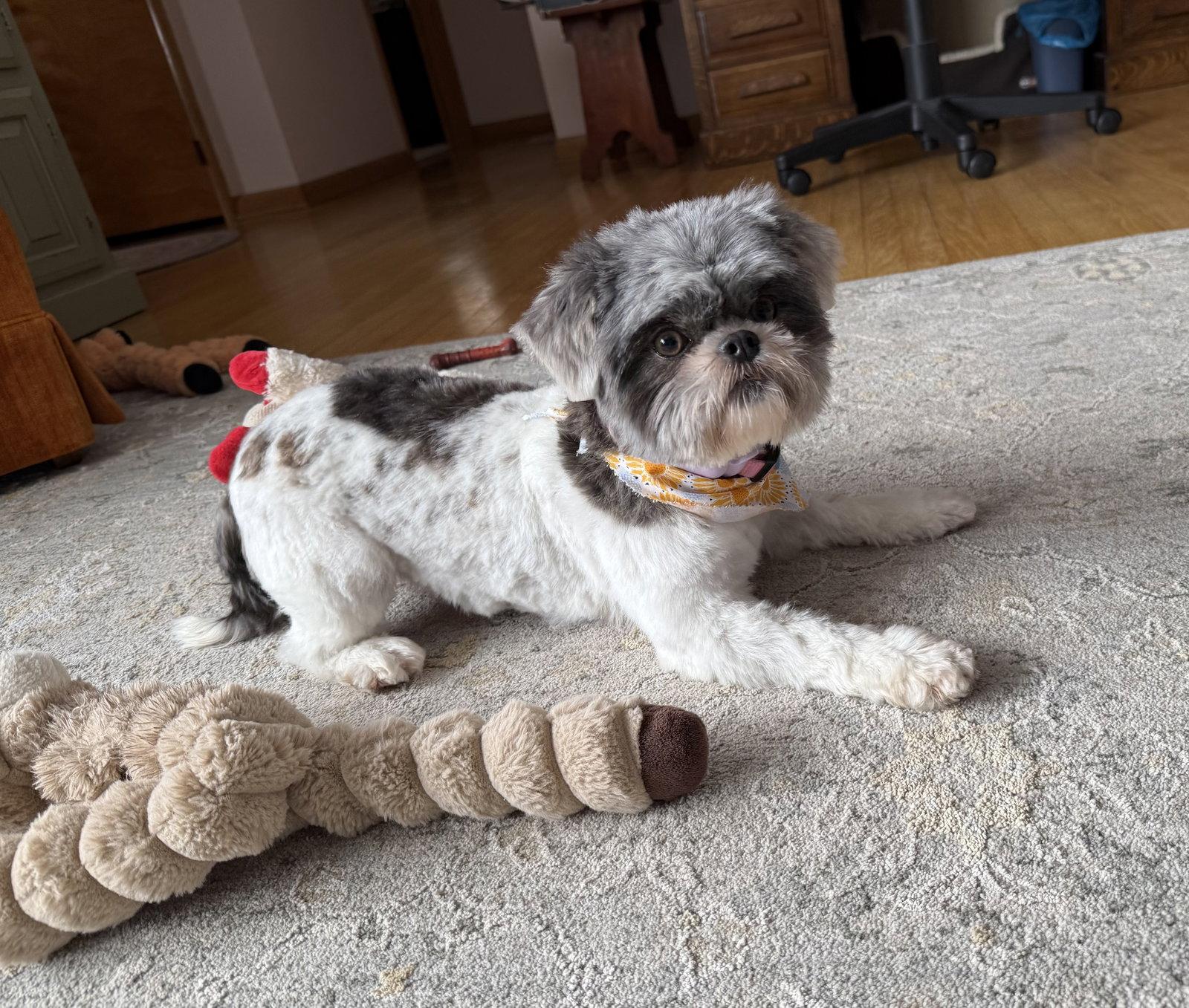 Enlarge Solene-ARR, a Adoptable Shih Tzu in Pataskala, OH image 2/3