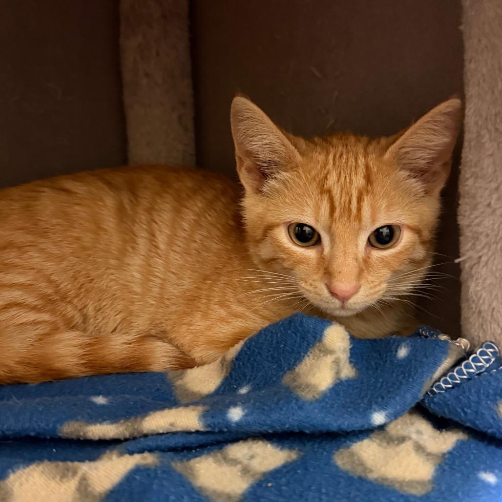 Enlarge Puddle, a Adoptable Domestic Short Hair in Middlebury, VT image 1/1