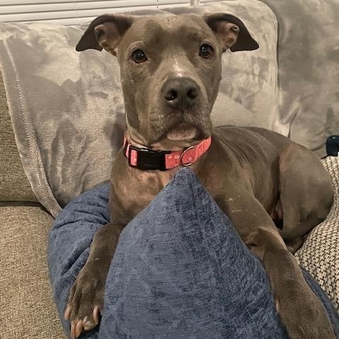 Enlarge Maggie, a ADOPTABLE mixed breed in Cumberland, RI image 2/6