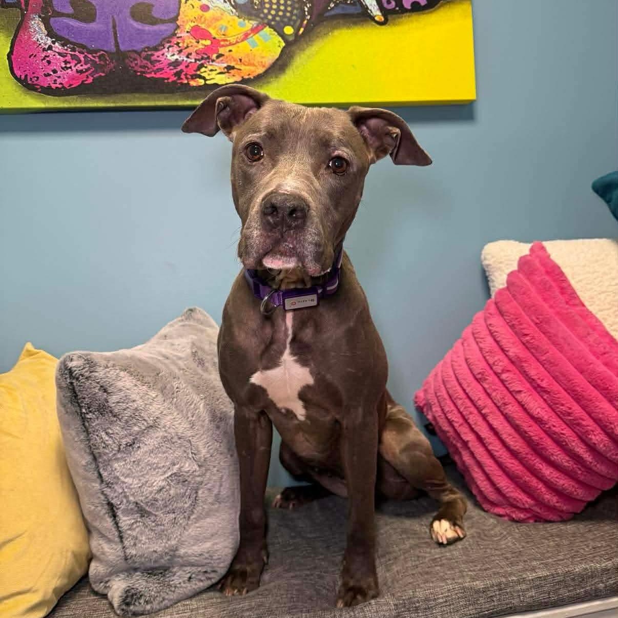 Enlarge Maggie, a ADOPTABLE mixed breed in Cumberland, RI image 5/6