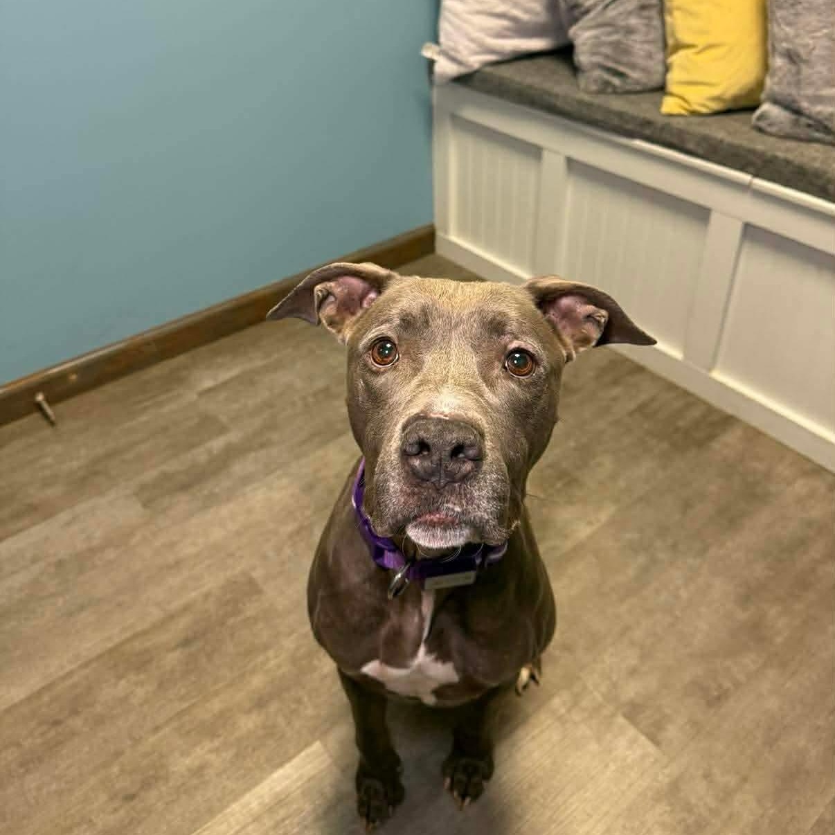 Enlarge Maggie, a ADOPTABLE mixed breed in Cumberland, RI image 6/6