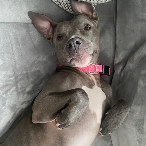 Enlarge Maggie, a ADOPTABLE mixed breed in Cumberland, RI image 4/6