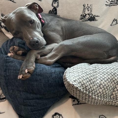 Enlarge Maggie, a ADOPTABLE mixed breed in Cumberland, RI image 3/6