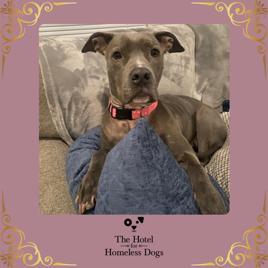 Enlarge Maggie, a ADOPTABLE mixed breed in Cumberland, RI image 1/6