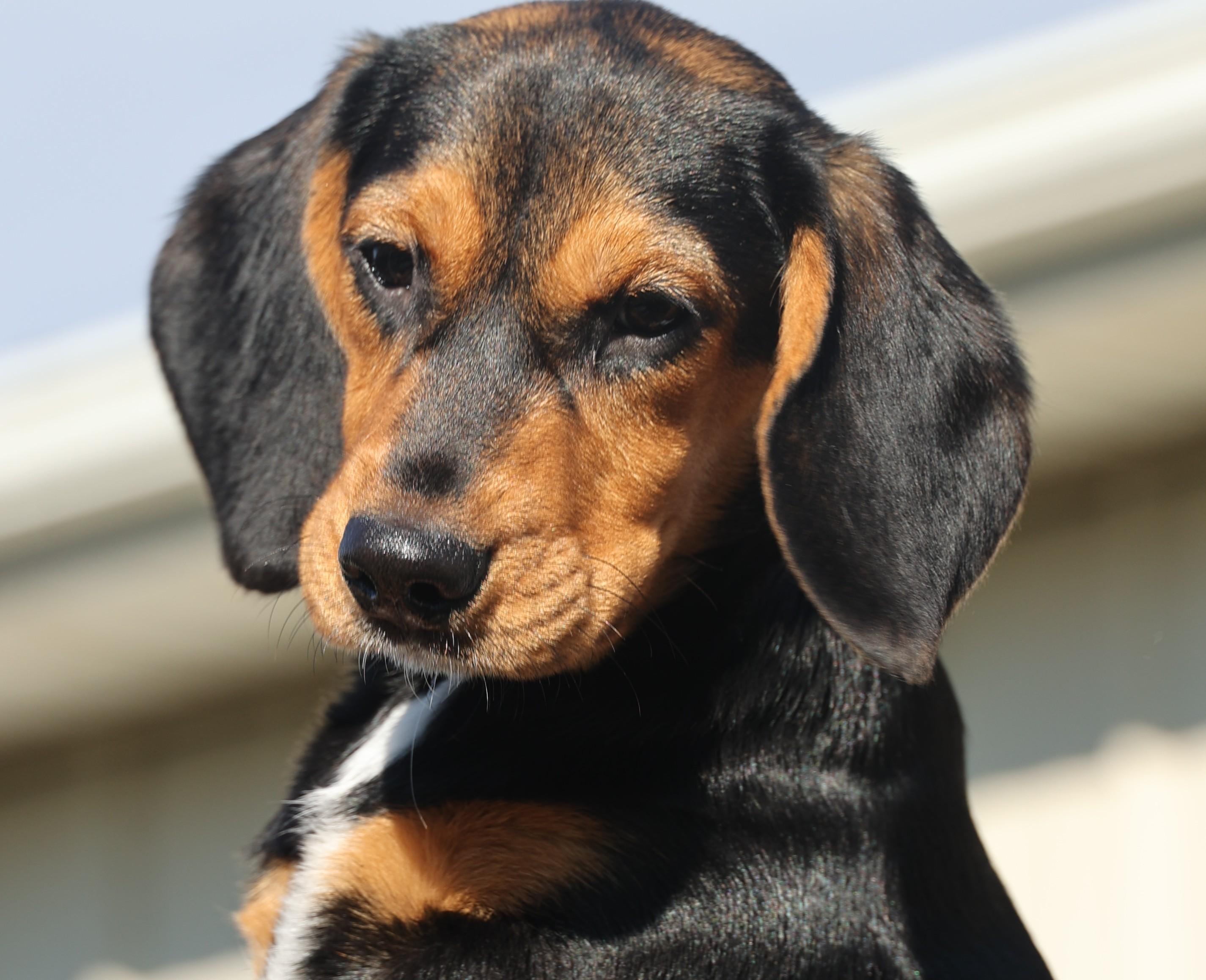 Olivia-Available! www.lhar.dog to apply!