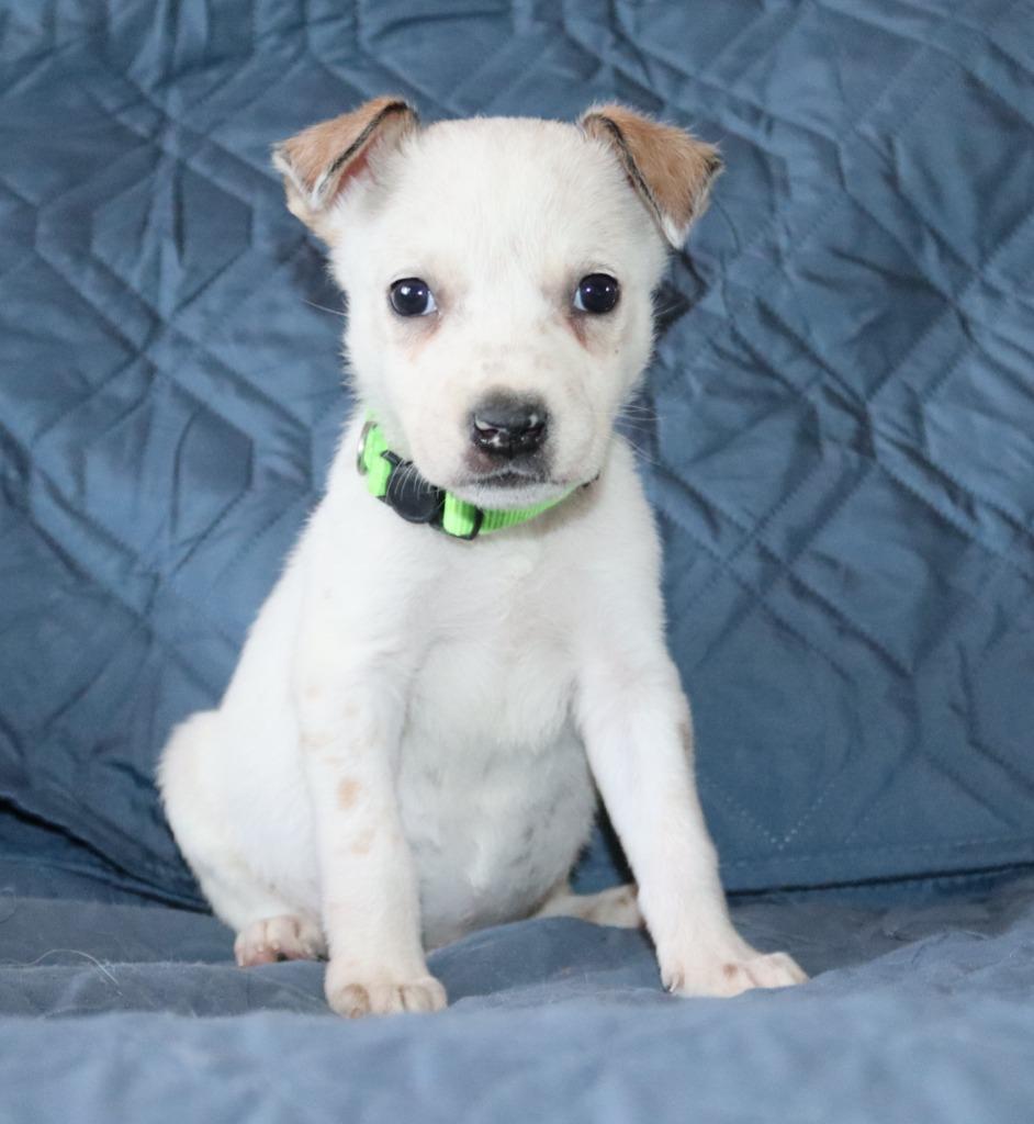 Taco, Adoptable, Puppy Male Chihuahua.