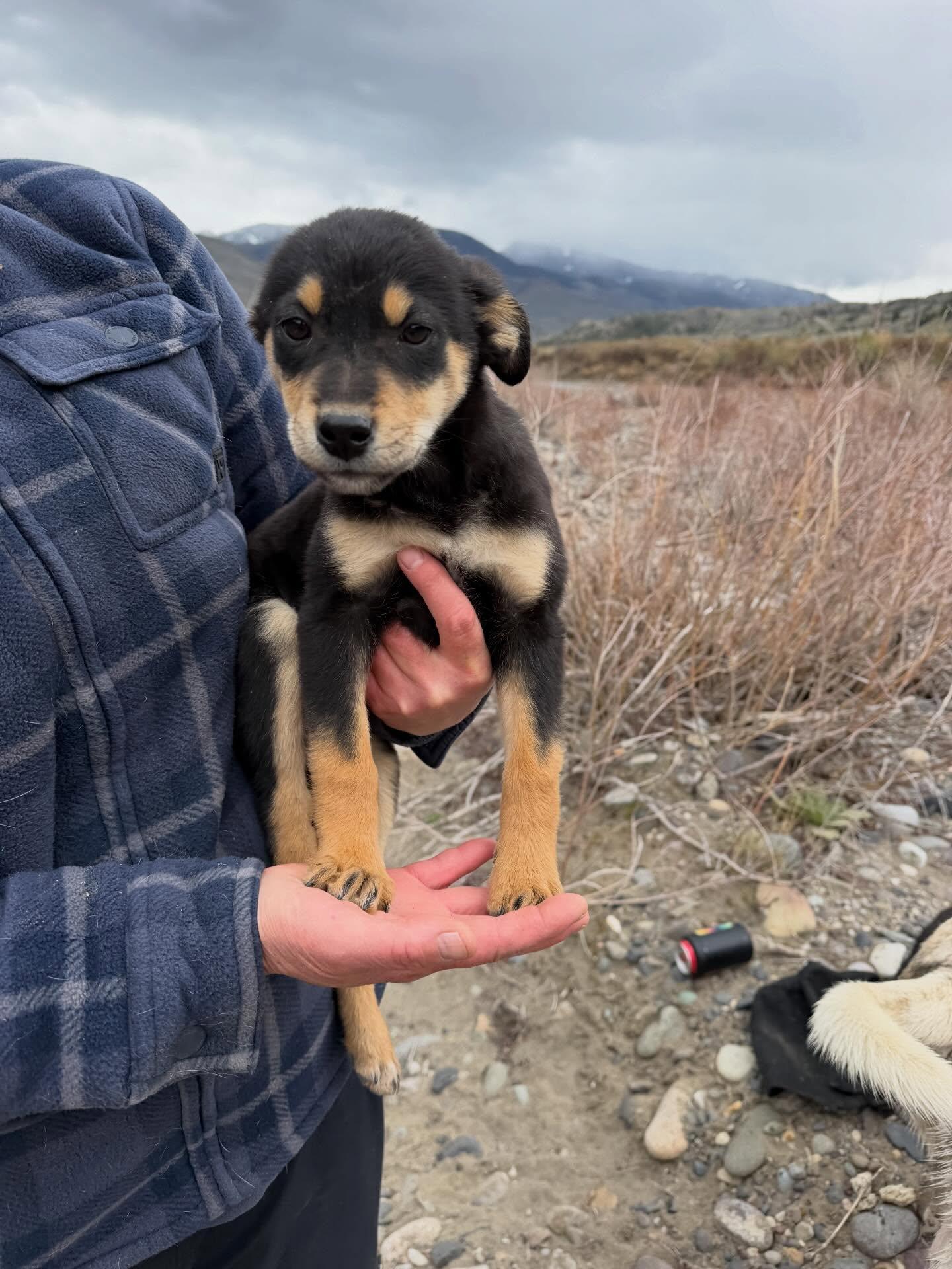 Apres, adopted, Puppy Male Mixed Breed.