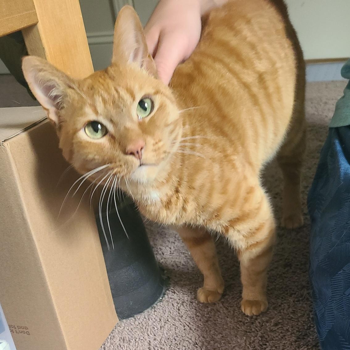 Ophelia - Winterville, GA, Adoptable, Adult Female Domestic Short Hair & Tabby.