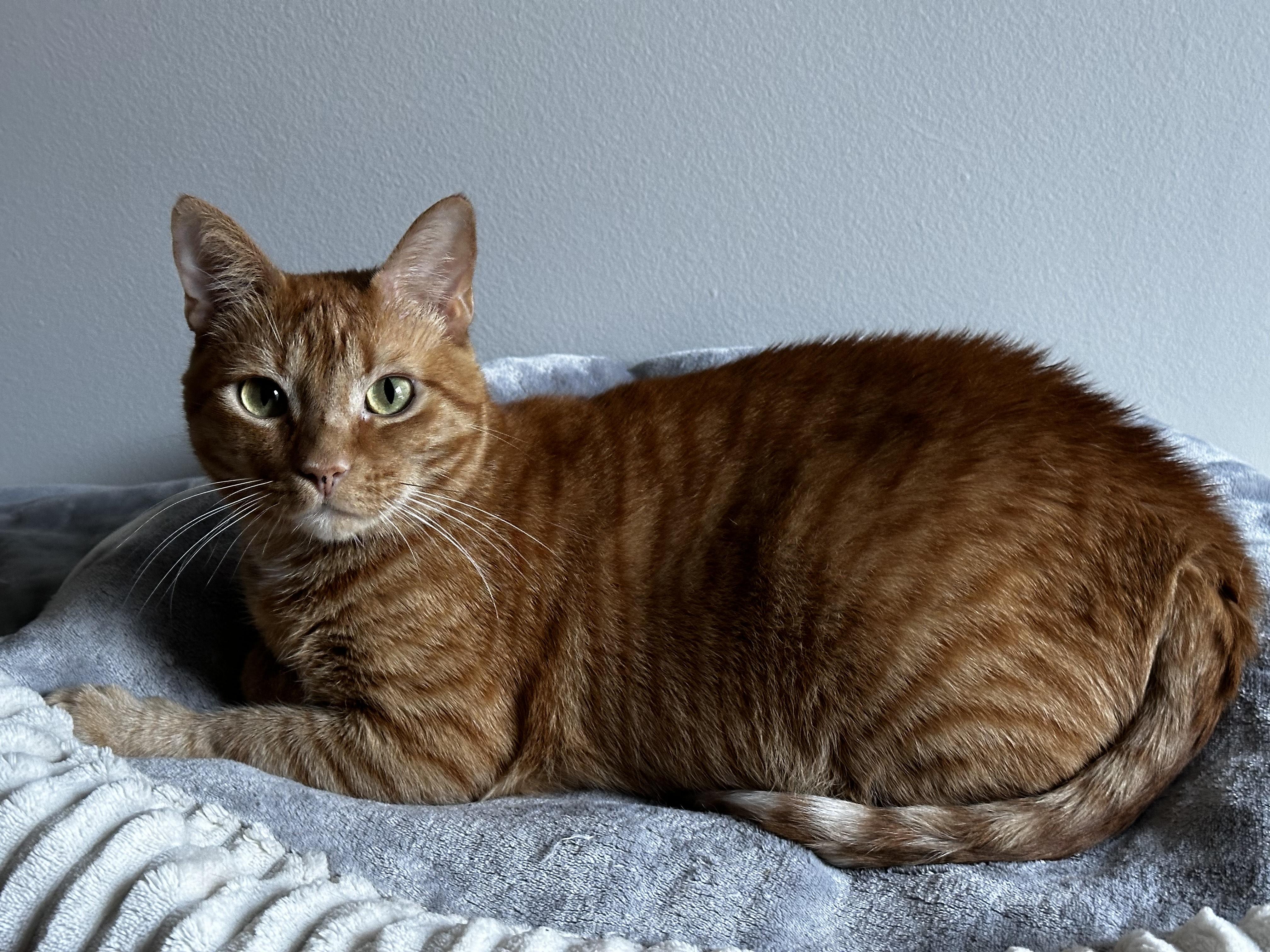 Ophelia - Winterville, GA, an adoptable Domestic Short Hair in Athens, GA, 30602 | Photo Image 4