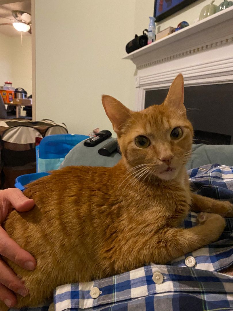 Ophelia - Winterville, GA, a Adoptable mixed breed in Athens, GA image 5/6