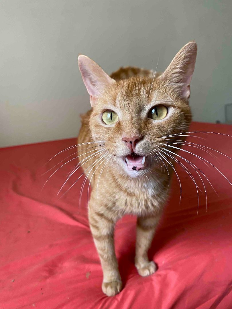 Ophelia - Winterville, GA, an adoptable Domestic Short Hair in Athens, GA, 30602 | Photo Image 2