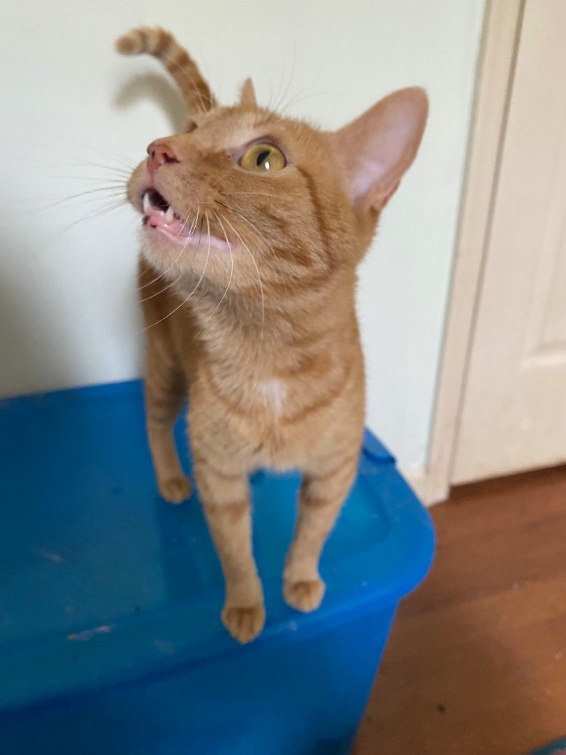 Ophelia - Winterville, GA 6