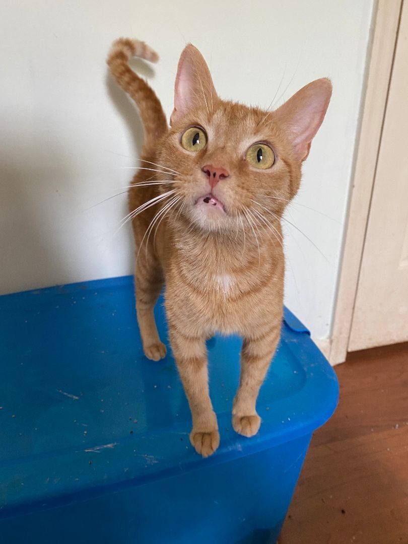 Ophelia - Winterville, GA, Adoptable, Adult Female Domestic Short Hair.