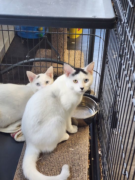 Ravi & Razia- BONDED PAIR, a Adoptable Domestic Short Hair in Woodstock, CT image 3/3