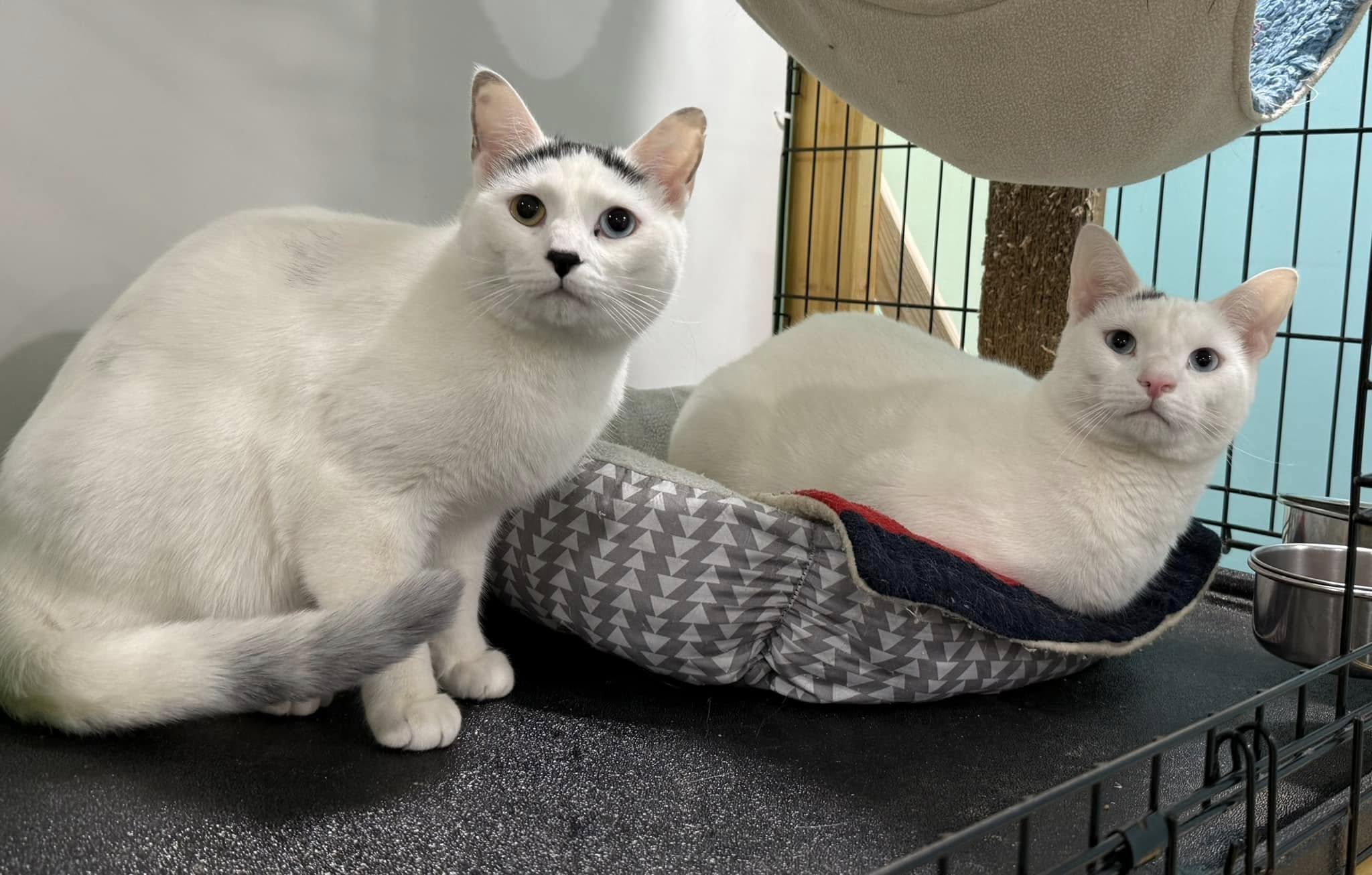 Ravi & Razia- BONDED PAIR, a Adoptable Domestic Short Hair in Woodstock, CT image 2/3