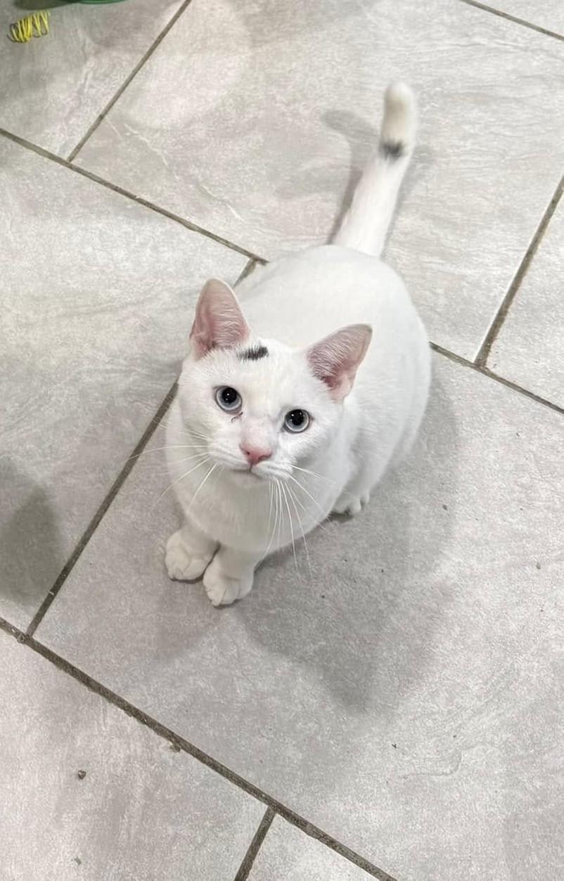 Ravi & Razia- BONDED PAIR, a Adoptable Domestic Short Hair in Woodstock, CT image 1/3