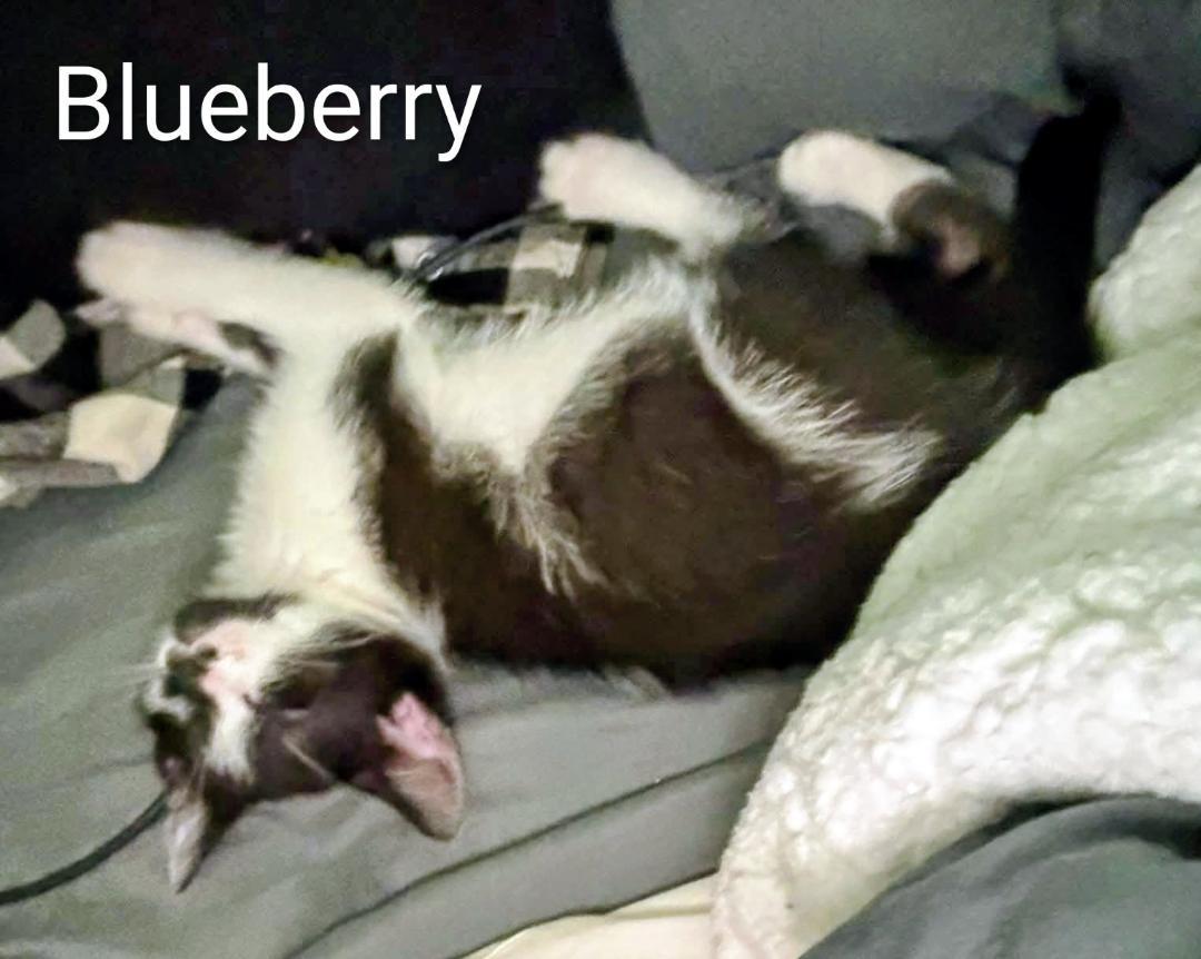 Enlarge Blueberry, an adopted Domestic Short Hair in Binghamton, NY image 3/3