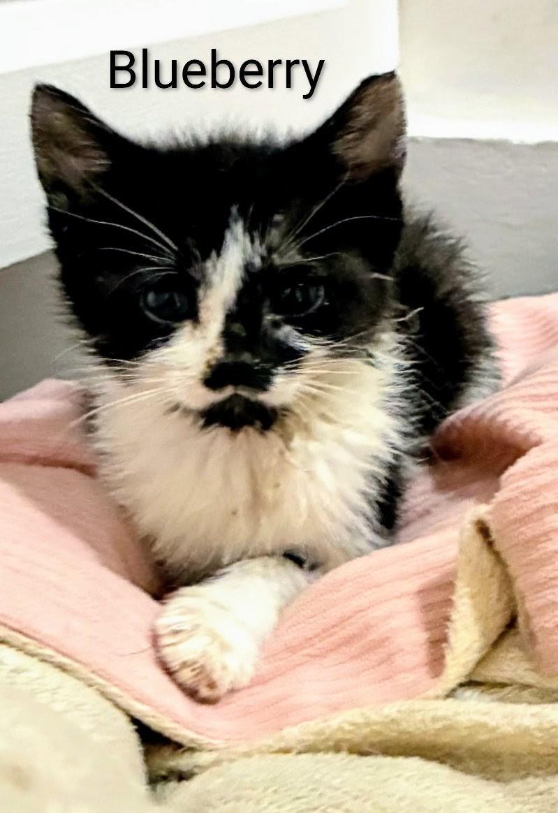 Enlarge Blueberry, an adopted Domestic Short Hair in Binghamton, NY image 1/3