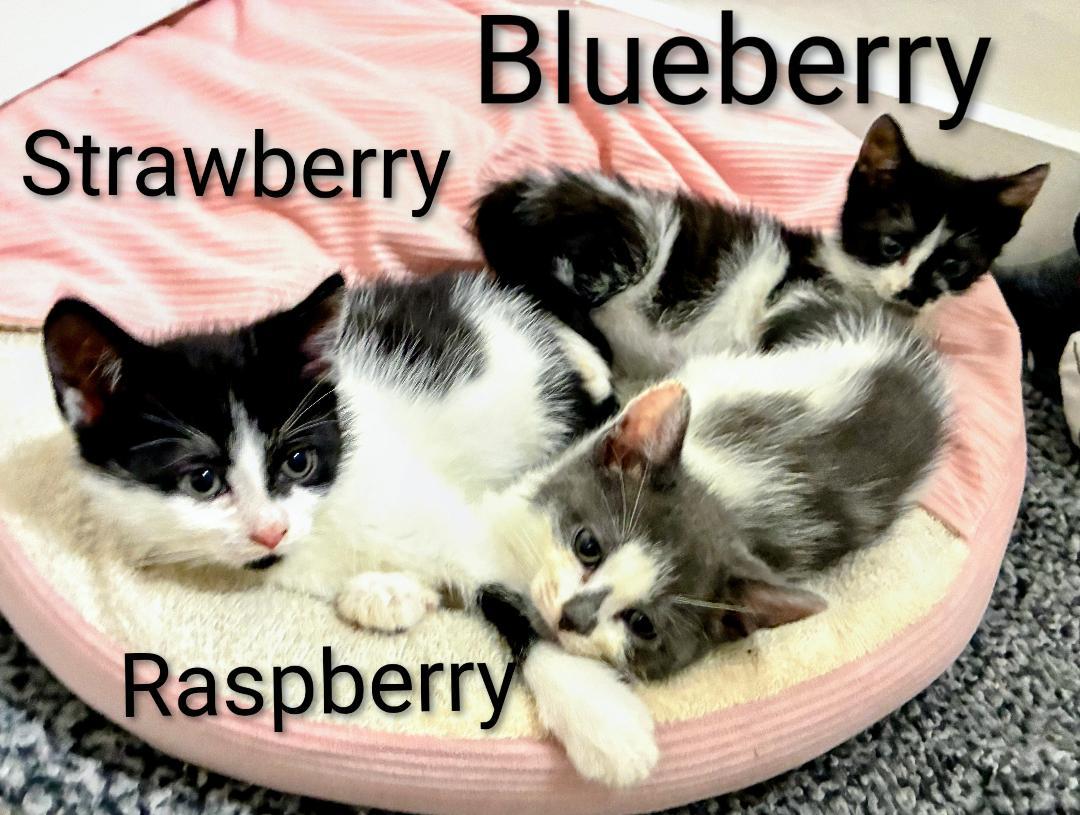 Enlarge Blueberry, an adopted Domestic Short Hair in Binghamton, NY image 2/3