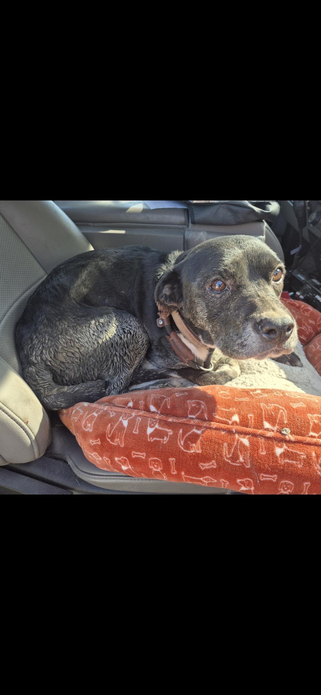 Enlarge Daisy, a Adopted mixed breed in Lexington, MO image 1/1
